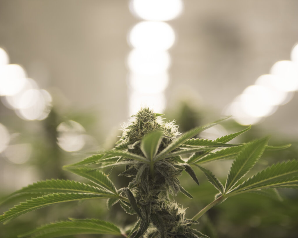 cannabis software
