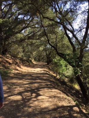 b2ap3_thumbnail_san-joaquin-miller-park-trail.JPG