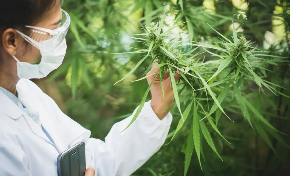 Woman inspecting cannabis plant