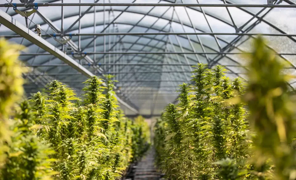 Greenhouse of cannabis