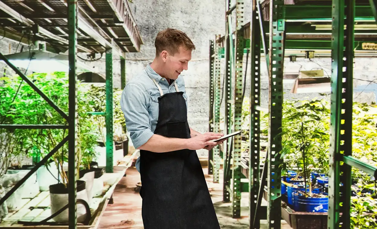 Man in cannabis greenhouse