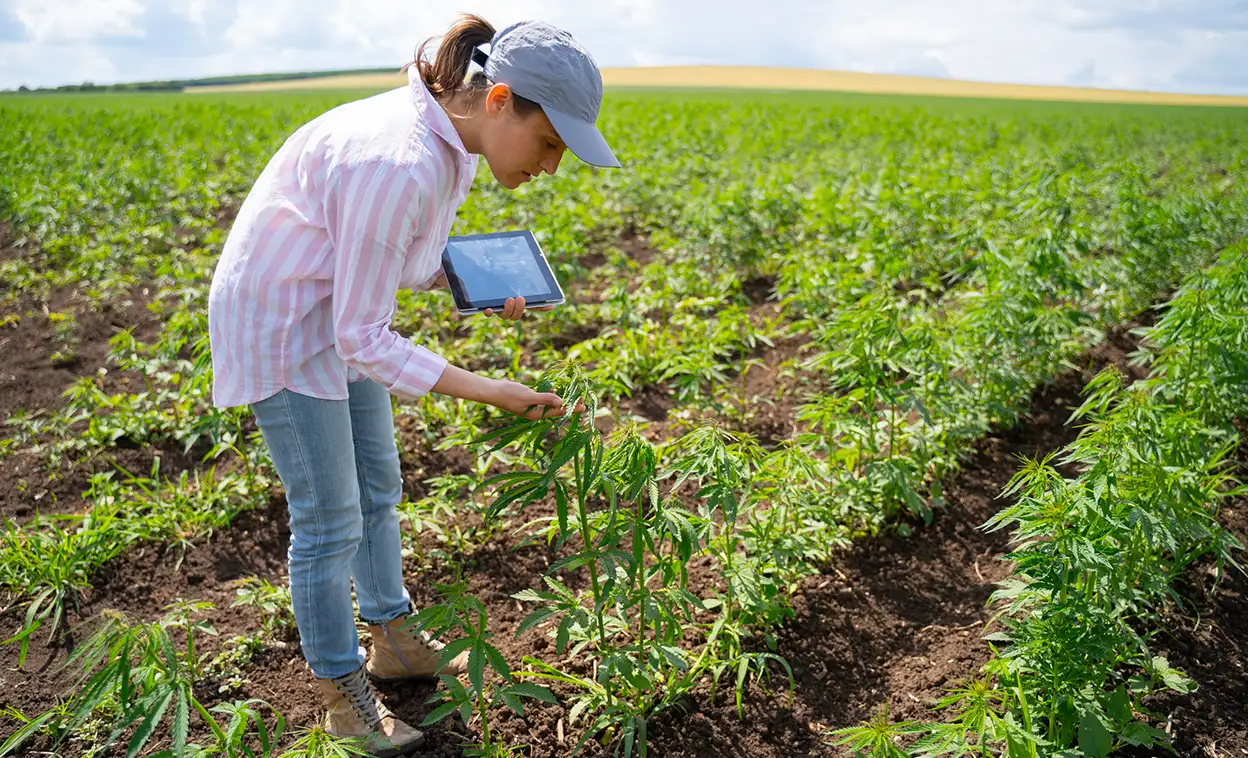 Woman in field of cannabis